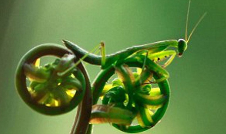 Iodine Price Forecasting: Leveraging Prediction Markets for Better Odds