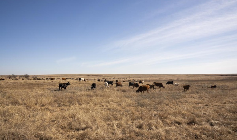 The Herd's Word: Gauging Cattle Prices Using Prediction Markets