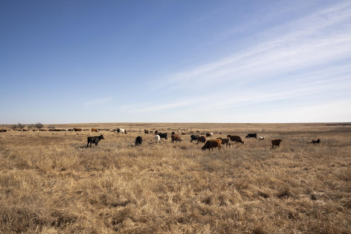 The Herd's Word: Gauging Cattle Prices Using Prediction Markets